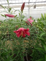 [4159 Fujian Mak No01.JPG]